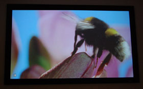 Epson 1080 Home Theater Projector Screen Cap Of A Bee