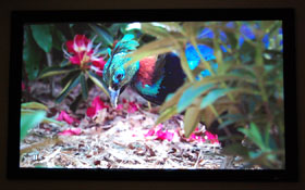 BenQ W5000 Home Theater Projector Screen Cap Of A Colorful Bird
